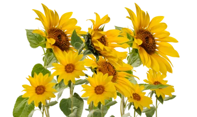 Fotobehang Zonnebloem bright and cheerful sunflowers standing tall with golden petals  © Lee