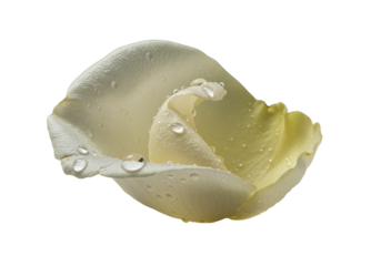 Extreme macro of a single delicate white rose petal with a torn edge and shimmering dewdrops, unfurling on a transparent studio background with soft shadows, concept of pristine natural beauty