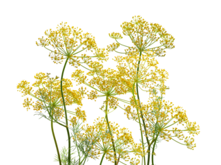 fresh dill flowers and green stems, ready for culinary use or botanical display