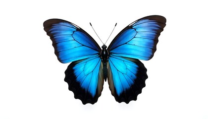 Fototapeta premium Stunning vibrant blue morpho butterfly showcases iridescent wings against a clean white background, symbolizing transformation and natural beauty.