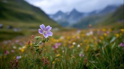 Obraz premium A beautiful purple flower amidst a vibrant field of wildflowers with mountains in the background under a cloudy sky.
