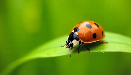Vibrant ladybug with striking black spots explores a dew-kissed green leaf in stunning macro detail, symbolizing nature's delicate beauty.