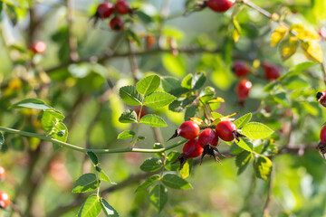Bright red rose hips of the wild rose shine among green leaves. A vivid autumn detail in the sunlight.