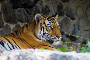 A beautiful tiger lying down, looking to the side against a stone wall background.