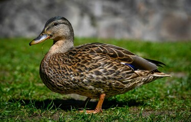 High resolution color image of a single adult female duck on the green grass next to the beautiful lake of Champex Lac- Switzerland part of the famous TMB- Tour du Mont Blanc trail