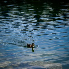 High resolution color image of a single adult female duck swimming across the waters of the beautiful lake of Champex Lac- Switzerland part of the famous TMB- Tour du Mont Blanc trail