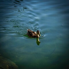 High resolution color image of a single adult female duck swimming across the waters of the beautiful lake of Champex Lac- Switzerland part of the famous TMB- Tour du Mont Blanc trail