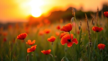 Obraz premium Golden sunset over a field of red poppies, capturing the tranquility of nature in warm light.