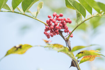 Feinhöckrige Balgfrüchte des Szechuan-Pfeffer Zanthoxylum simulans an stacheligem Ast mit herbstlich gefärbten Blättern vor blauem Himmel 