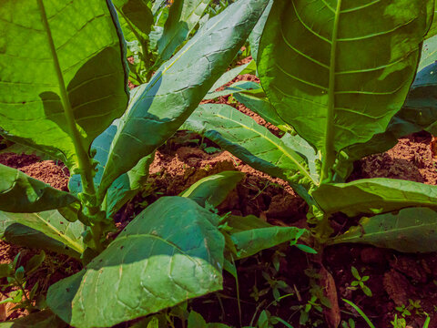 Close-up of fresh green tobacco leaves growing in fertile soil under sunlight, showing natural texture, healthy growth, and details of tropical agriculture in Indonesia.