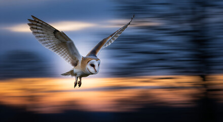 Obraz premium A majestic Barn Owl soars gracefully through the twilight, its wings spread wide against a vibrant, motion-blurred sunset sky