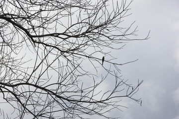 Lone bird perches silently on dry tree branch against peaceful overcast sky. Calm