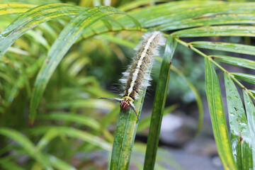 Furry caterpillar slowly crawls on vibrant green leaf in peaceful natural environment