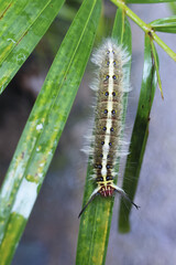 Hairy brown white caterpillar calmly explores vibrant green leaf with curiosity