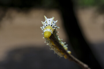 Curious white, yellow, spotted caterpillar rests on branch, peaceful insect