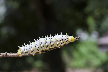 White caterpillar, adorned with black spots, calmly rests on brown branch in lush nature