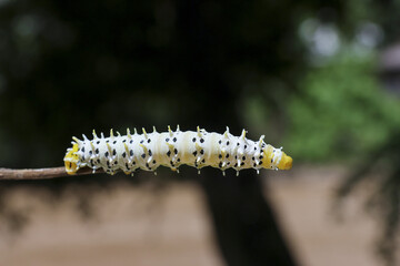 White spiky caterpillar with black dots explores twig, peaceful in its natural habitat
