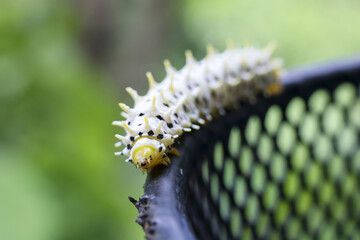 Curious white caterpillar with black spots slowly crawls on dark mesh in nature