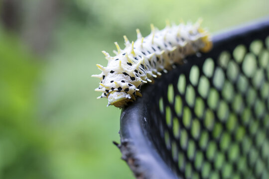 Vibrant caterpillar insect larva slowly crawls. Nature garden wildlife macro close up shows - Powered by Adobe