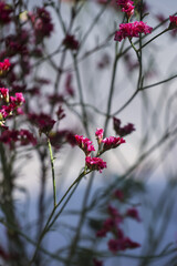 Vibrant magenta flowers on slender stems, beautiful botanical moment, promoting tranquil calm