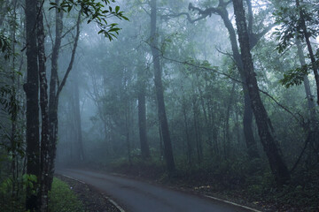 Fototapeta premium Mysterious forest road enveloped in thick fog evokes tranquil and serene atmosphere
