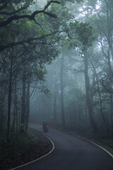 Fototapeta premium Mysterious dark forest road winds through dense trees, enveloped in serene morning mist