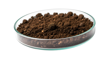Petri Dish Filled with Dark Brown Soil or Compost on White Background
