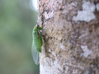 A vibrant green cicada clings to the textured bark of a tree, its delicate wings visible.