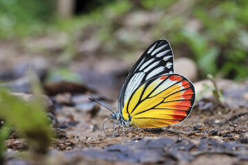 Serene colorful butterfly with yellow and orange wing resting on natural ground