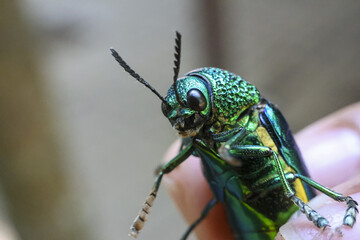 Alert iridescent green jewel beetle with shiny metallic shell and long antenna