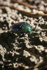 Shiny green jewel beetle resting on rough tree bark. serene insect in bright sunlight