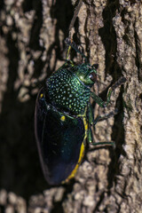 Close up macro of shiny green iridescent beetle on rough tree bark