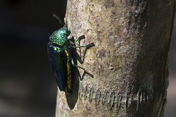 Vibrant green metallic beetle climbing tree trunk, striking insect in natural habitat