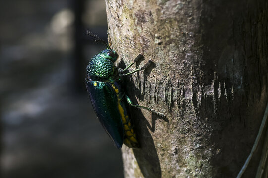 Metallic green emerald ash borer beetle crawling on rough tree bark