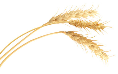 Golden ears of wheat on white background