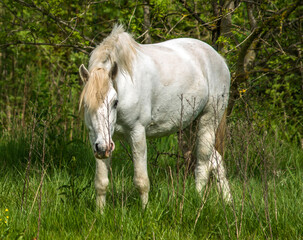 Cheval camarguais au pâturage à Carnon, Hérault, France