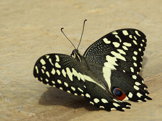 New Butterfly 
This little one had just come out his cocoon, as you can see he is just getting used...