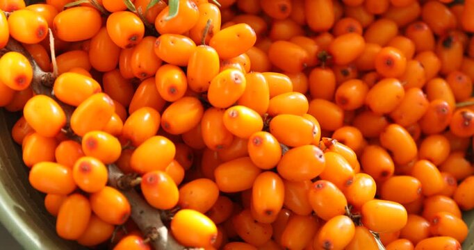 Ripe sea buckthorn berries in bowl, closeup