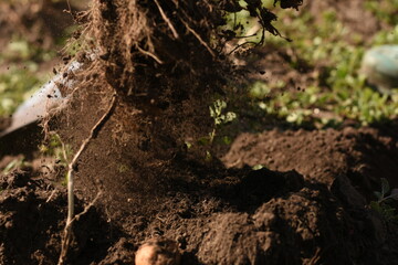 Freshly harvested potato roots with soil hanging in the air above the ground. Concept of organic farming, harvest, and natural vegetables.