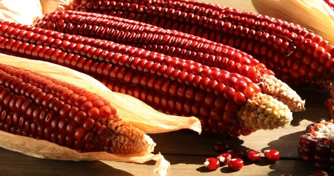 Ripe red corn cobs on wooden table, closeup. Camera moving left