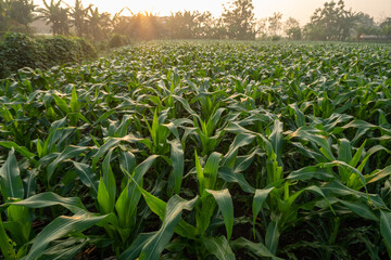 corn field in the morning