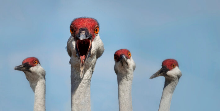Close-up portrait of four sandhill cranes (Grus canadensis) standing in a row with different expressions, Myakka, Florida, USA