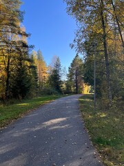 Autumn forest landscape in Finland,
Scenic autumn forest with trees and blue sky.
