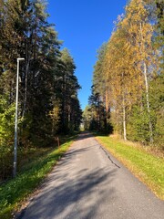 Autumn forest landscape in Finland,
Scenic autumn forest with trees and blue sky.
