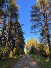 Autumn forest landscape in Finland,
Scenic autumn forest with trees and blue sky.
