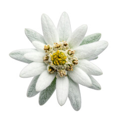 Obraz premium Edelweiss Flower Isolated on Black Background, Close-up Macro Shot of Alpine Bloom