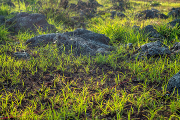 grass and rock