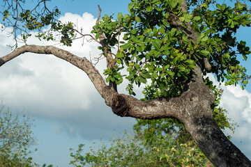 monkey apple tree in the park