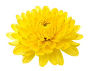 Close-up of a Vibrant Yellow Chrysanthemum Flower in Full Bloom, Isolated on a Black Background