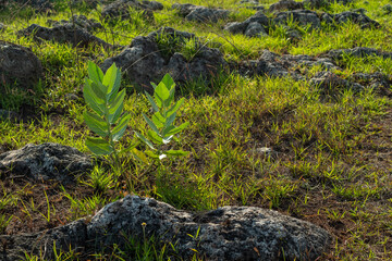grass covered rocks